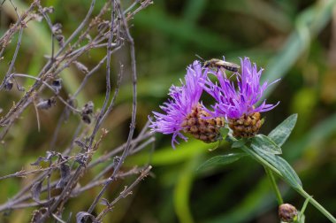 Bir kum arısının (Andrena türünün) Macro çekimi bir devedikeni pembe çiçeğinin üzerinde oturmaktadır..