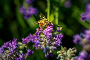 Lavandula angustifolia) yabani bir otlakta lavanta (Apis).