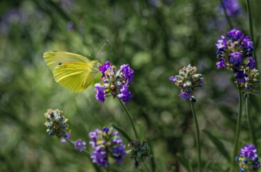 Brimstone butterfly (Gonepteryx rhamni) on lavender (Lavandula angustifolia) at a wild herb meadow. clipart
