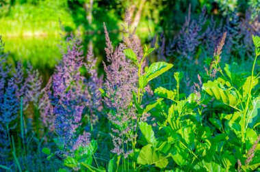 Mor çiçekli çimenler, akşam güneşinin altında bir göletin kıyısında..