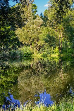 Bir köy göletinde ağaçların ve çalıların olduğu akşam manzarası yansıyor..