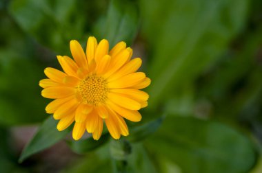 Sarı kadife çiçeğinin yakın çekimi (Calendula officinalis).