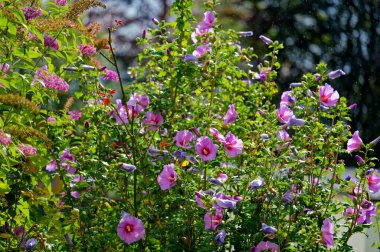 Yaz yağmuru sırasında bir sürü pembe çiçekli Hibiscus çalısı.