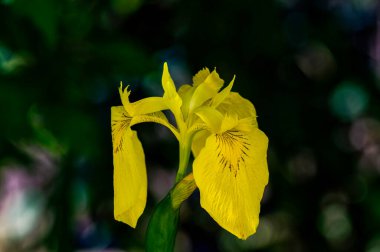 Bir su bayrağının çiçeklerinden (Iris pseudacorus).