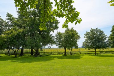 Ağaçlı bir çayıra bak.