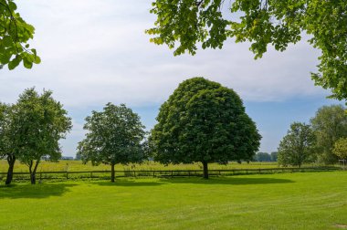 Ağaçlı bir çayıra bak.