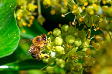 Sarmaşık çiçeklerinin üzerinde oturan ve polenle kaplanmış bir arı (Apis) makro görüntüsü.