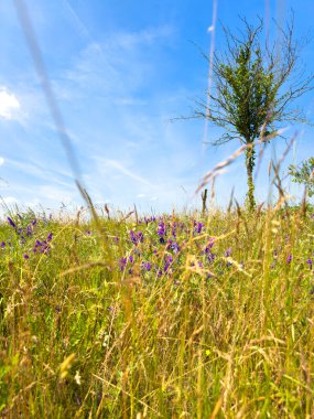 Brandenburg, Almanya 'da mavi gökyüzünün altında bir mısır tarlası sahnesi.
