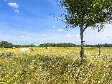 Brandenburg, Almanya 'da mavi gökyüzünün altında bir mısır tarlası sahnesi.