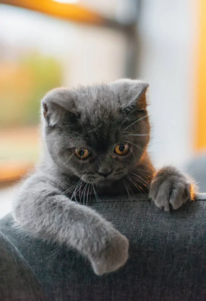 可爱的灰色小猫咪 躲在沙发上玩耍 — 图库照片