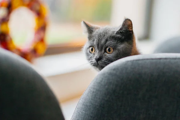 Little Cute Grey Cat Playing Hiding Couch — Stock Photo, Image