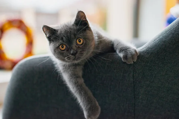 Küçük Şirin Gri Kedi Kanepede Oynuyor Saklanıyor — Stok fotoğraf