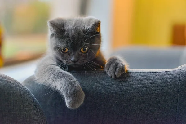 Küçük Şirin Gri Kedi Kanepede Oynuyor Saklanıyor — Stok fotoğraf