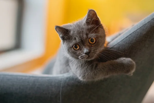 Little Cute Grey Cat Playing Hiding Couch — Stock Photo, Image