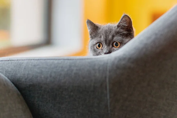 Küçük Gri Kedi Kanepenin Arkasına Saklanıp Oynuyor — Stok fotoğraf