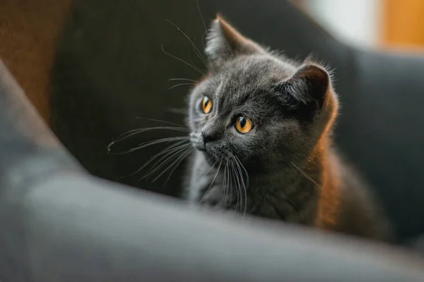 可愛いですとグレー猫遊びと隠しますオンソファ — ストック写真