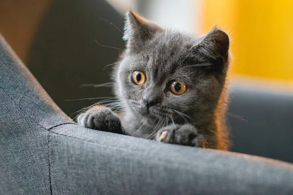 Kicsi Aranyos Szürke Macska Játszik Bujkál Kanapén — Stock Fotó