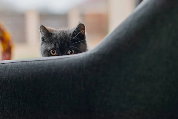Pequeno Gato Bonito Cinza Brincando Escondendo Sofá — Fotografia de Stock