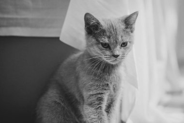 Yatak odasındaki yatağın altında sürünen oynak tüylü kedi.