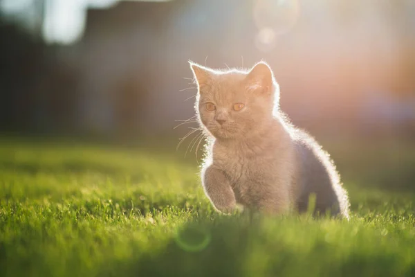 Gün Batımında Yürüyüş Yapan Sevimli Küçük Kedi Yavrusu Ngiliz Mavi — Stok fotoğraf