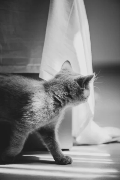 Hravý Nadýchaný Kočka Plazí Pod Postelí Ložnici — Stock fotografie