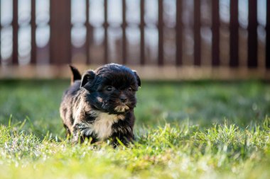 Bahçedeki çimlerde sevimli bir köpek yavrusu