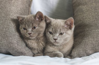Yatak odasındaki yatağın altında sürünen oynak tüylü kedi.