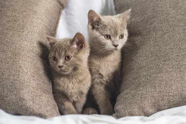 Yatak odasındaki yatağın altında sürünen oynak tüylü kedi.