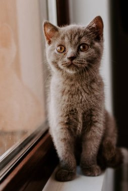 Yatak odasındaki yatağın altında sürünen oynak tüylü kedi.