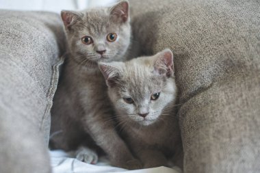 Yatak odasındaki yatağın altında sürünen oynak tüylü kedi.