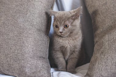 Yatak odasındaki yatağın altında sürünen oynak tüylü kedi.