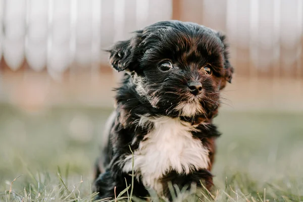 Leuke Pup Het Gras Tuin — Stockfoto