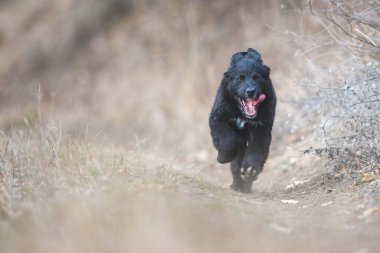 Mutlu yavru köpekler koşuyor. Kara Golden Retriever