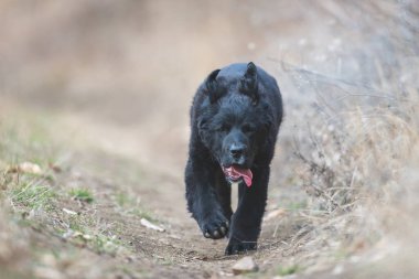Mutlu yavru köpekler koşuyor. Kara Golden Retriever
