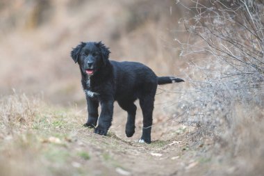 Mutlu yavru köpekler koşuyor. Kara Golden Retriever