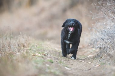 Mutlu yavru köpekler koşuyor. Kara Golden Retriever