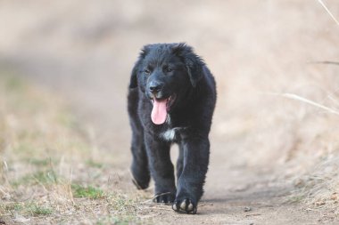 Mutlu yavru köpekler koşuyor. Kara Golden Retriever