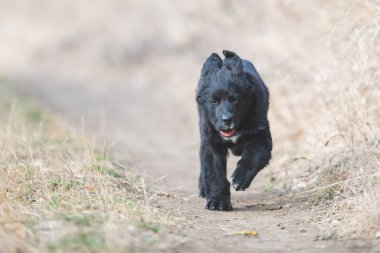 Mutlu yavru köpekler koşuyor. Kara Golden Retriever