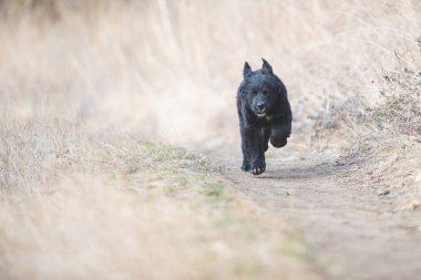 Mutlu yavru köpekler koşuyor. Kara Golden Retriever
