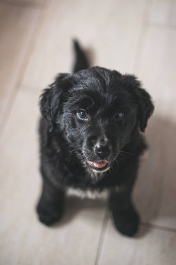 Siyah altın renkli yavru köpek oturuyor ve kameraya bakıyor.