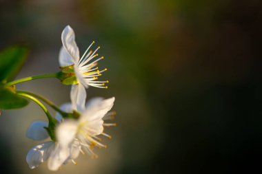 Doğanın arka planında çiçek ağacı.