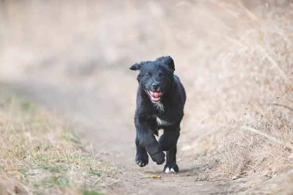 Mutlu yavru köpekler koşuyor. Kara Golden Retriever