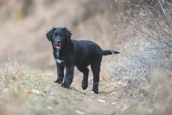 Mutlu yavru köpekler koşuyor. Kara Golden Retriever