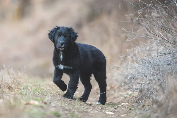 Mutlu yavru köpekler koşuyor. Kara Golden Retriever
