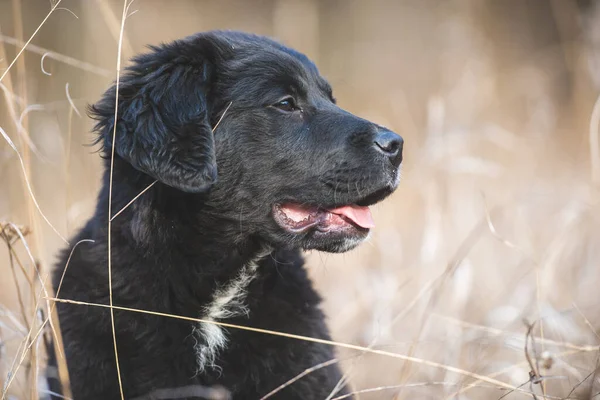 Mutlu yavru köpekler koşuyor. Kara Golden Retriever
