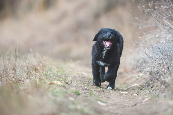 Mutlu yavru köpekler koşuyor. Kara Golden Retriever