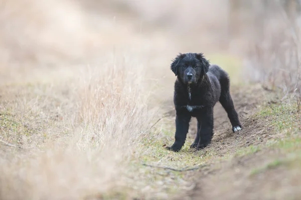 Mutlu yavru köpekler koşuyor. Kara Golden Retriever