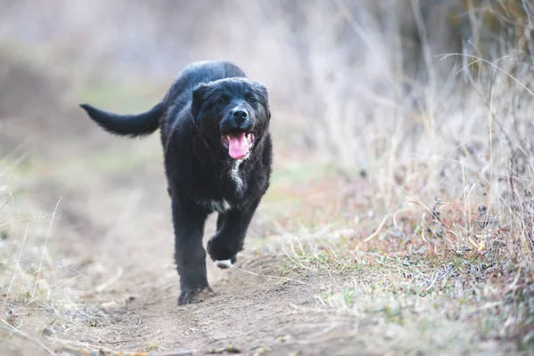 Mutlu yavru köpekler koşuyor. Kara Golden Retriever