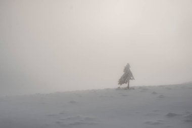 Alone fir tree in the middle of winter