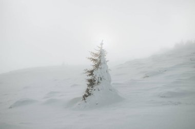 Alone fir tree in the middle of winter